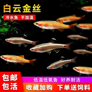 白云金丝鱼爆缸原生鱼不加温冷水观赏鱼低温好养易活金鱼小型灯科