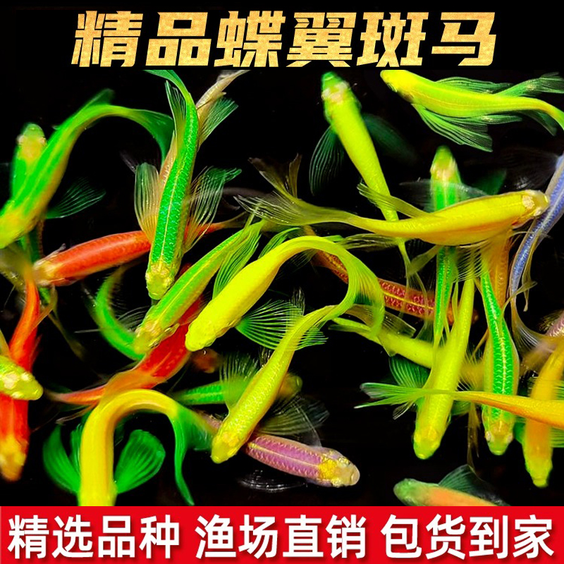 斑马鱼热带蝶翼长尾精品好养耐活