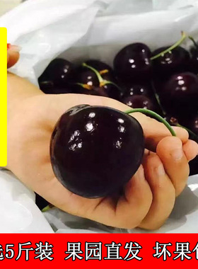 国产山东大樱桃水果新鲜当季整箱5斤装美车厘子新鲜水果特早包邮