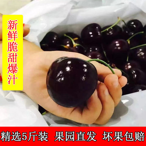 国产山东大樱桃水果新鲜当季整箱5斤装美车厘子新鲜水果特早包邮