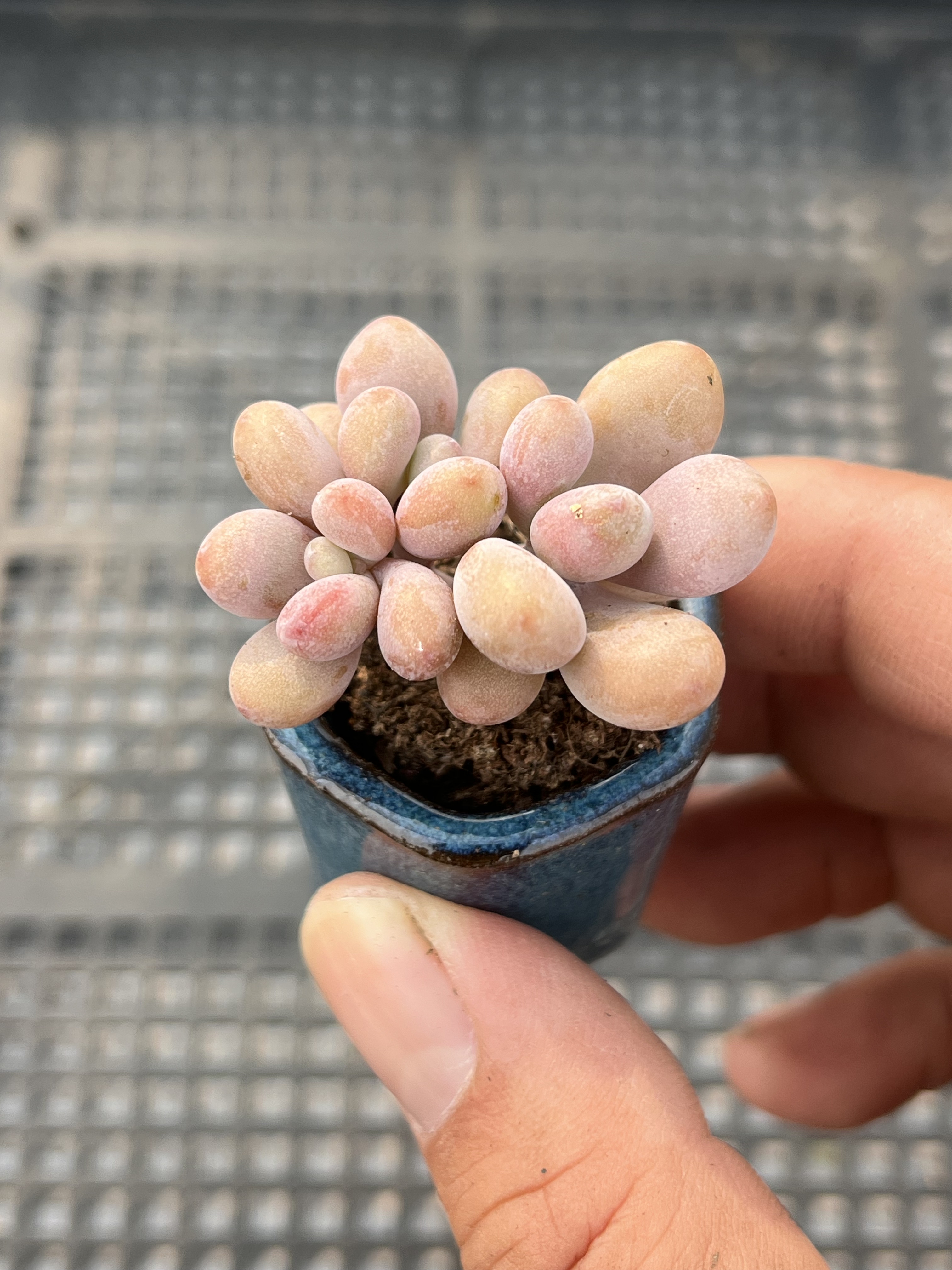 丸叶桃蛋  多肉植物一物一拍18包邮J20