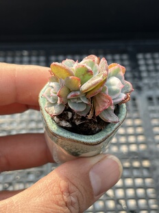 伯克利锦 多肉植物一物一拍18包邮Y28-2