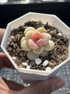 E25 包邮 多肉植物一物一拍18 安妮