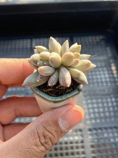 E25 包邮 多肉植物一物一拍18 炫彩星