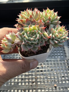 E25 包邮 多肉植物一物一拍18 蓝眼睛