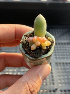 千代田之松锦 多肉植物一物一拍18包邮Y21-2