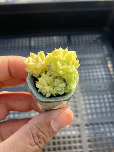 E25 包邮 多肉植物一物一拍18 麦秆