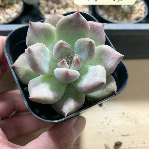 婚戒