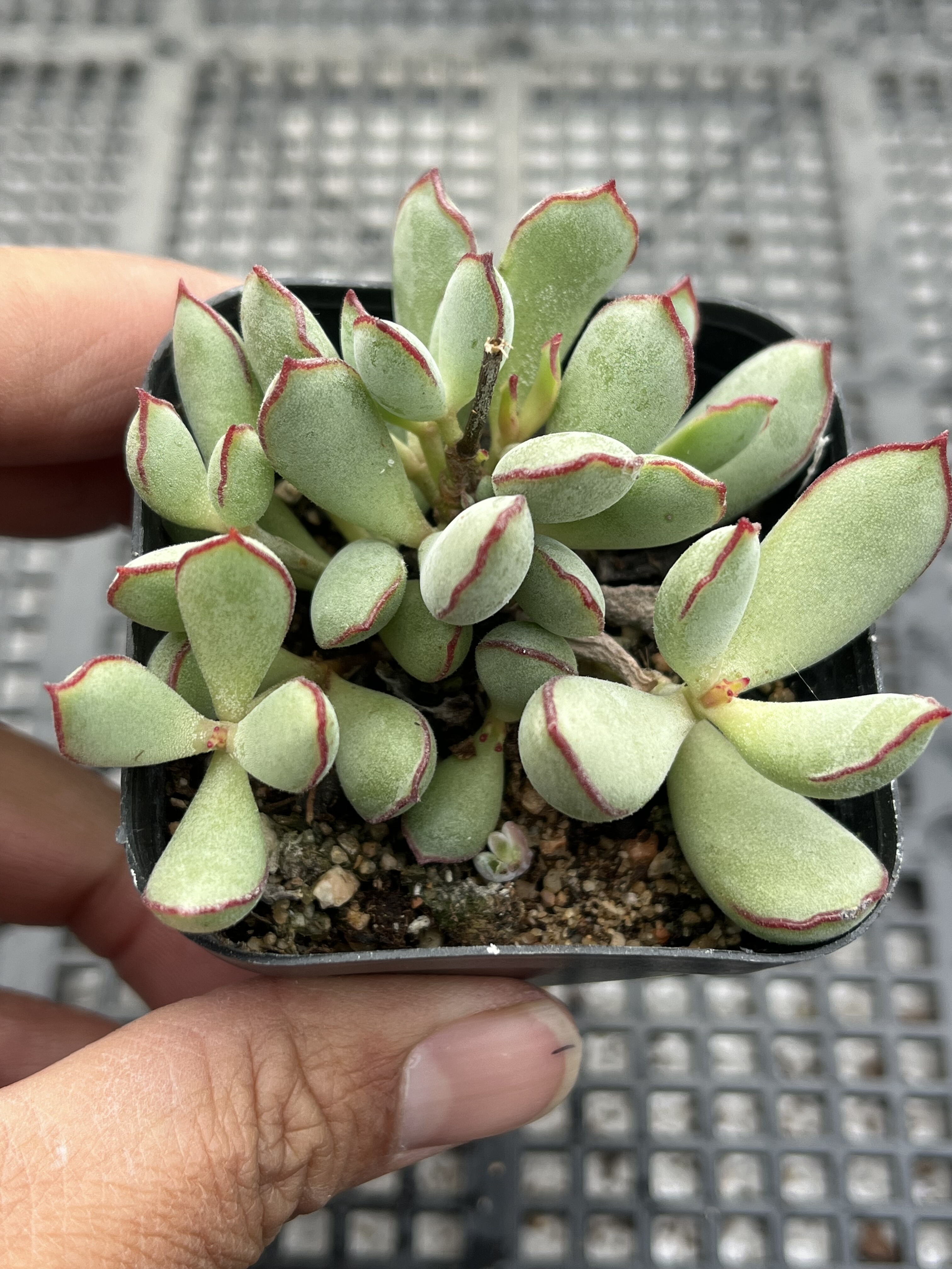 巧克力线  多肉植物一物一拍18包邮E12-1