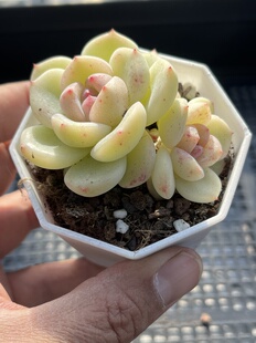 E25 包邮 多肉植物一物一拍18 安妮