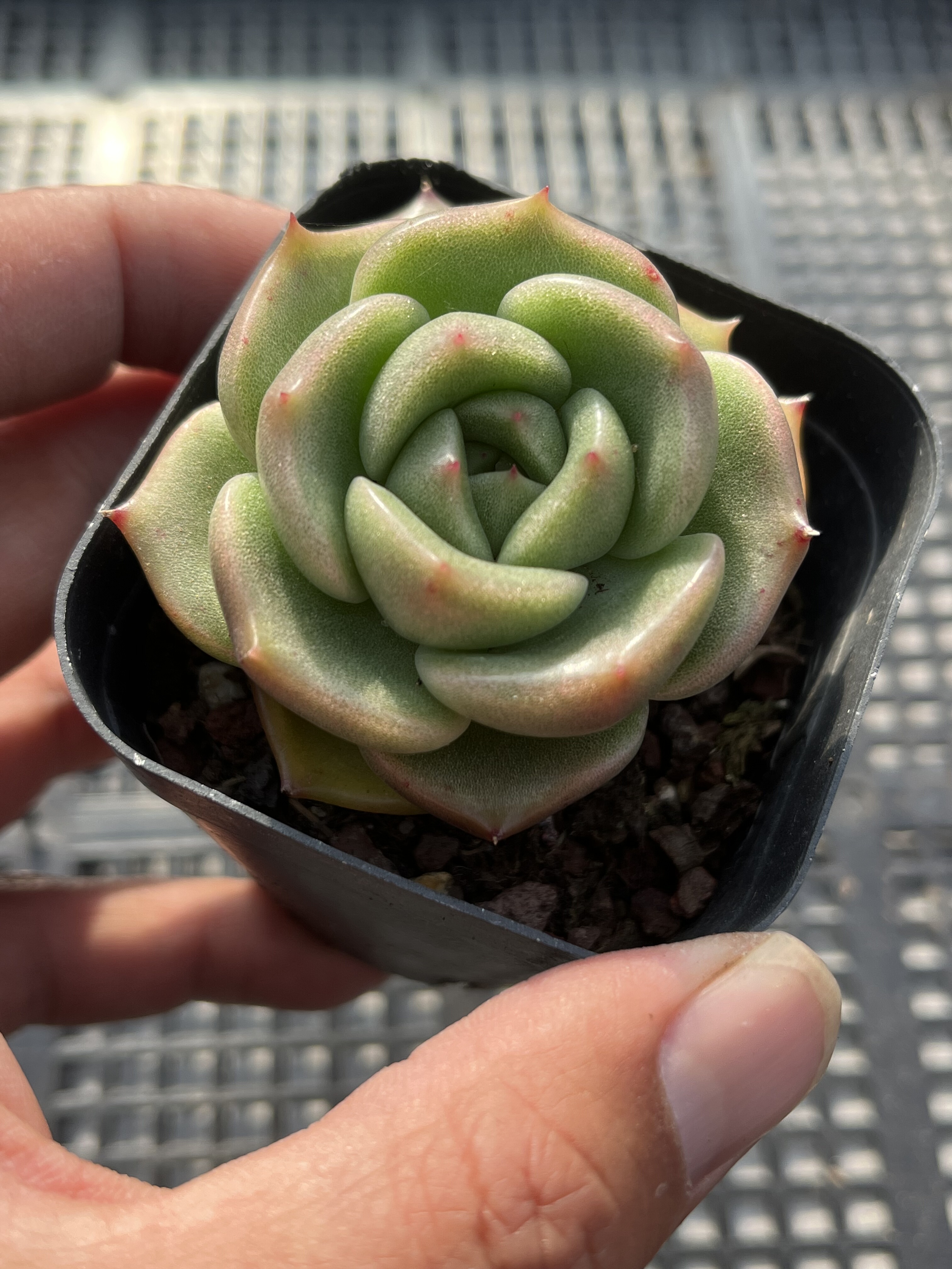 冰橙多肉植物一物一拍18包邮E1-2