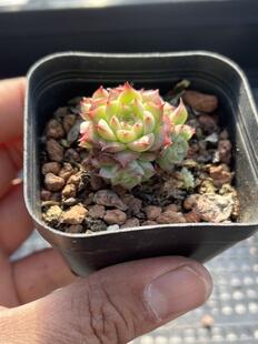 E25 包邮 多肉植物一物一拍18 麦秆