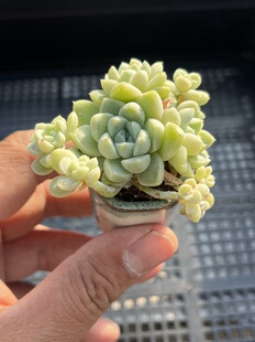 E25 包邮 多肉植物一物一拍18 阿尔巴月影