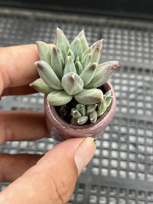 乌拉克拉 多肉植物一物一拍18包邮W22