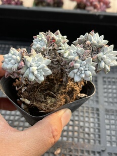 丸叶白菊  多肉植物一物一拍18包邮Y23