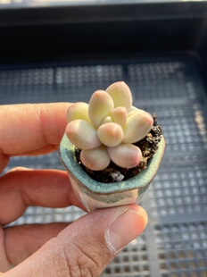 E25 包邮 多肉植物一物一拍18 咖啡美人