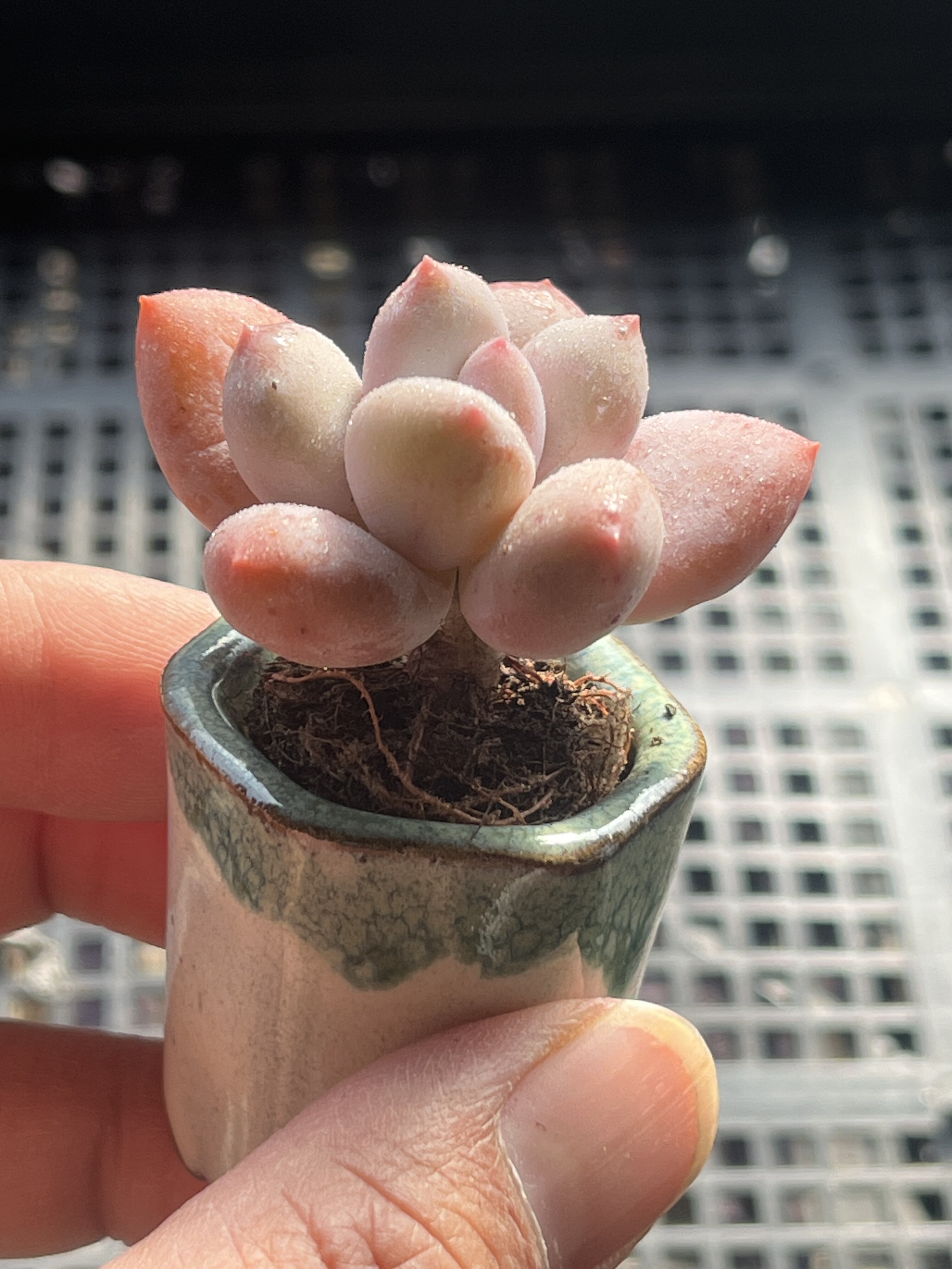 奶杂  多肉植物一物一拍18包邮Y20,鲜花速递/花卉仿真/绿植园艺,多肉植物,淘宝优惠券,粉丝福利购,淘宝优惠卷