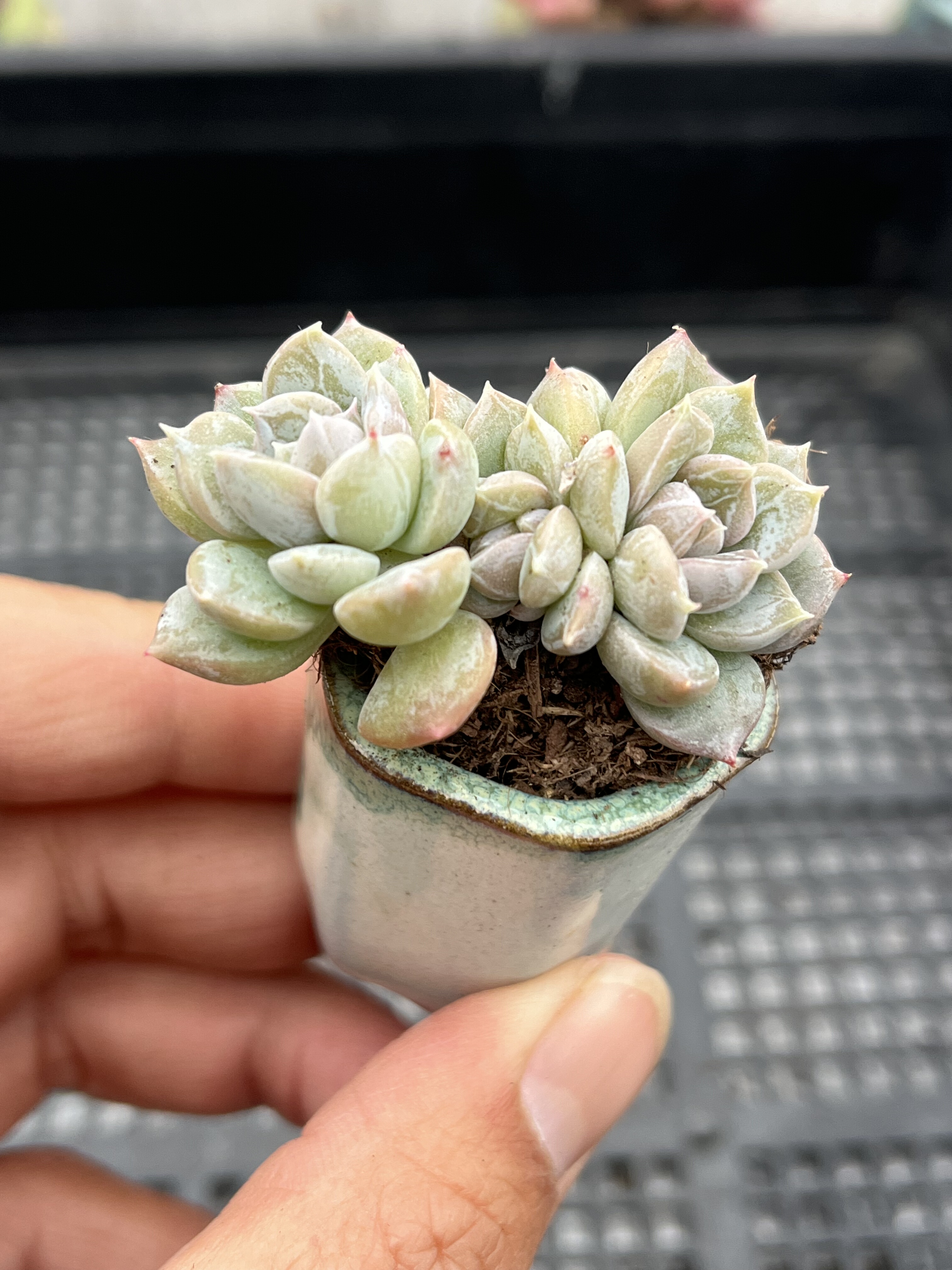 百达翡翠  多肉植物一物一拍18包邮Y18,鲜花速递/花卉仿真/绿植园艺,多肉植物,淘宝优惠券,粉丝福利购,淘宝优惠卷