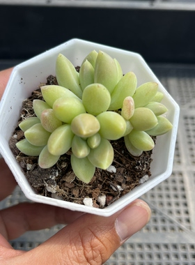 橙色奇迹  多肉植物一物一拍18包邮D13