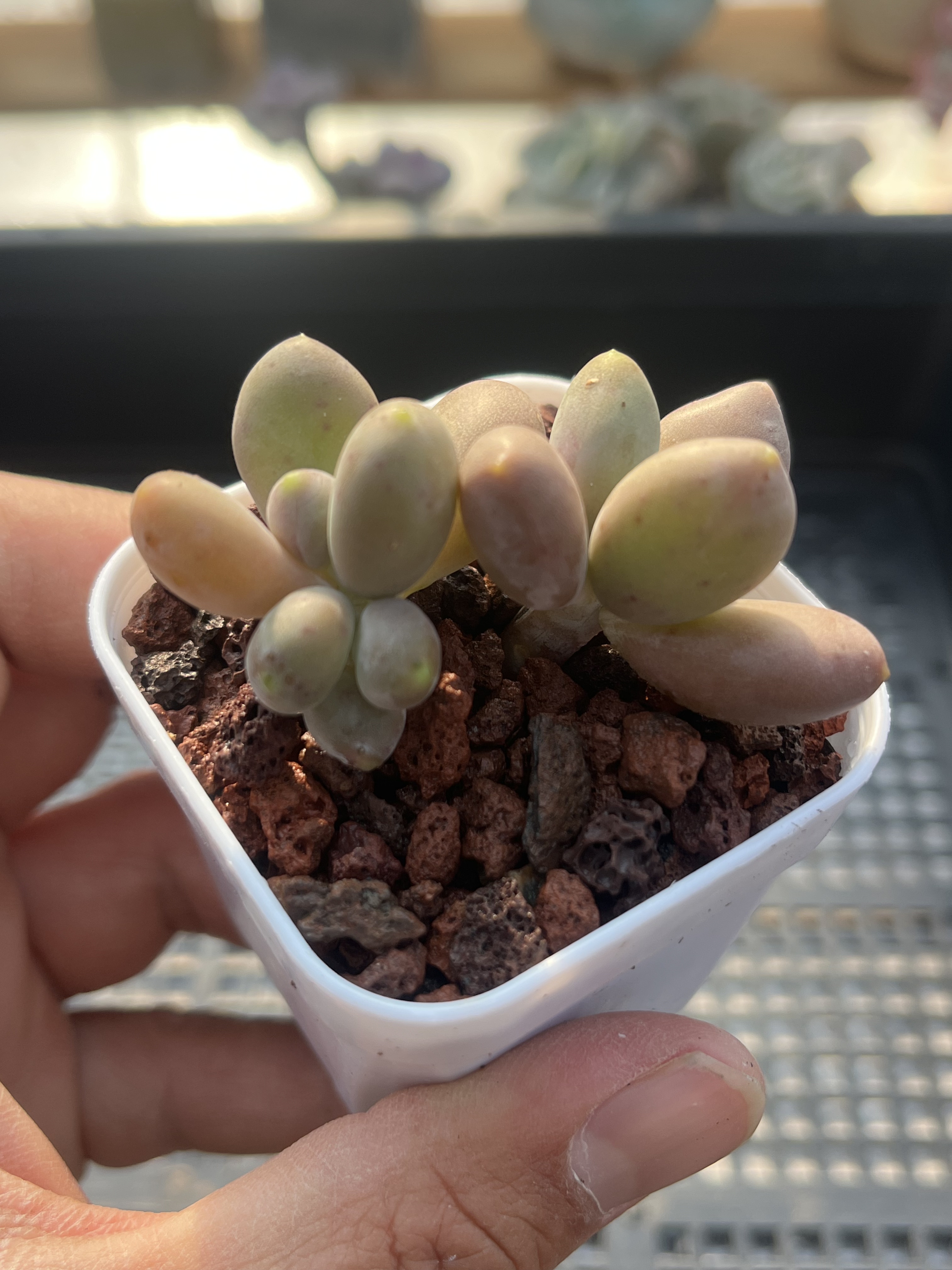 多肉植物一物一拍18包邮e30