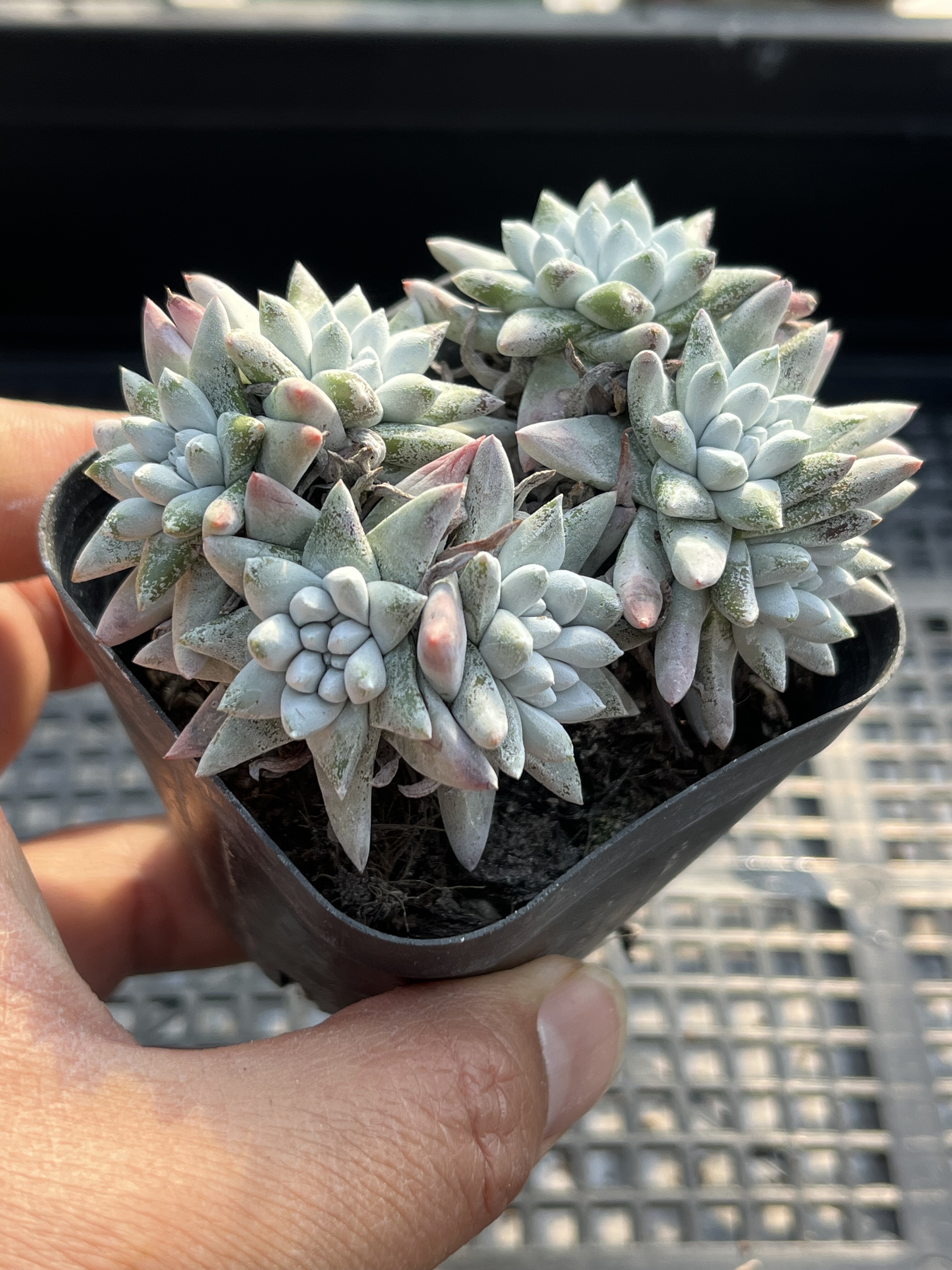 丸叶白菊  多肉植物一物一拍18包邮Y22,鲜花速递/花卉仿真/绿植园艺,多肉植物,淘宝优惠券,粉丝福利购,淘宝优惠卷