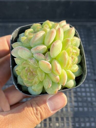 琴心  多肉植物一物一拍18包邮J22