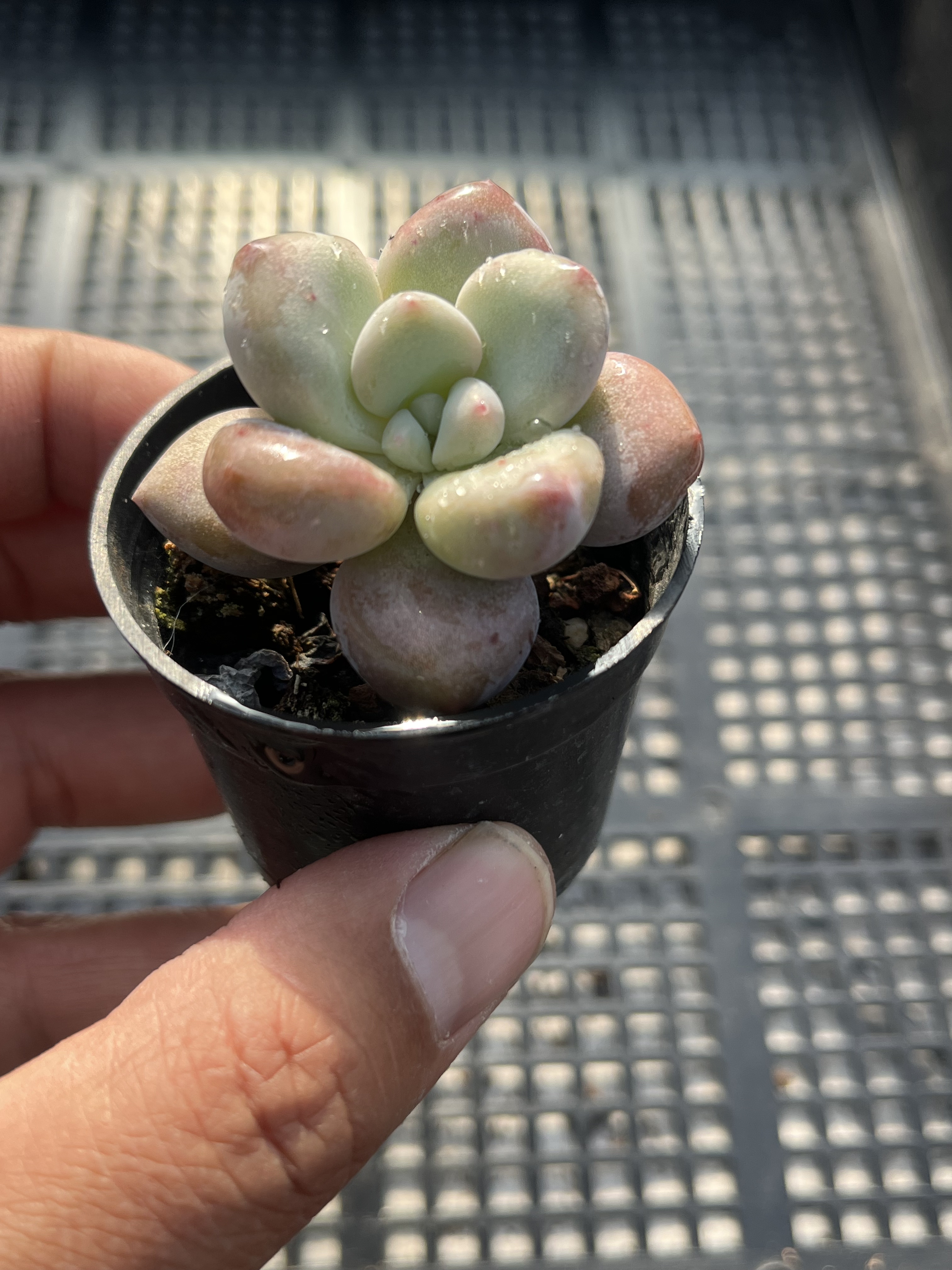 奥普林娜  多肉植物一物一拍18包邮E15-1