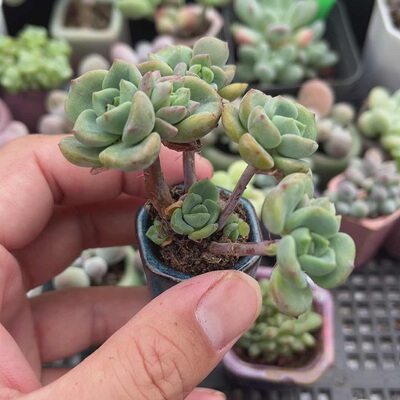 芬达