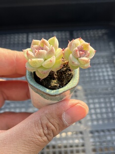 E25 包邮 多肉植物一物一拍18 赤水晶