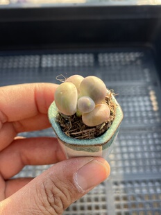 E25 包邮 多肉植物一物一拍18 芒果奶酪