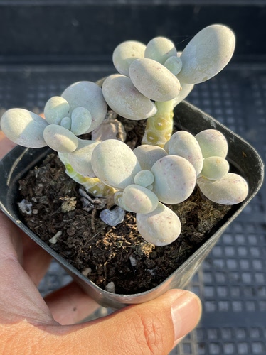 文思通奶酪  多肉植物一物一拍18包邮J22