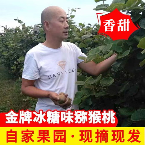 烟台当季金牌无毛绿心猕猴桃礼盒