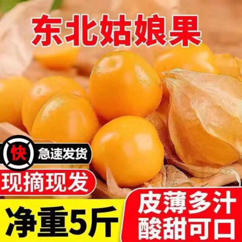 东北超甜金姑娘菇娘果