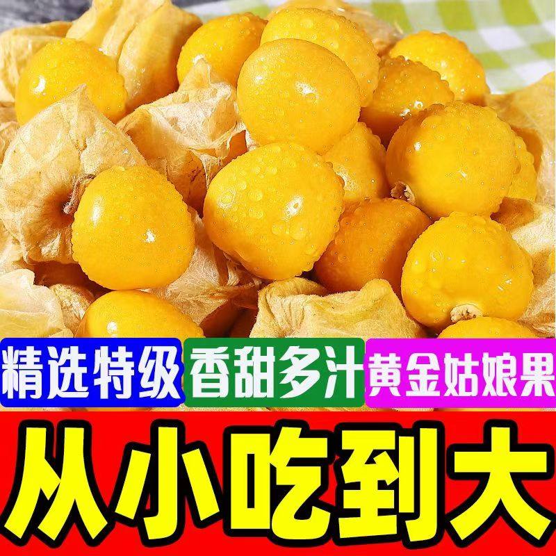 东北黄姑娘果应季灯笼果新鲜水果东北特产菇茑果现摘现发整箱包邮,水产肉类/新鲜蔬果/熟食,菇娘果/灯笼果,淘宝优惠券,粉丝福利购,淘宝优惠卷