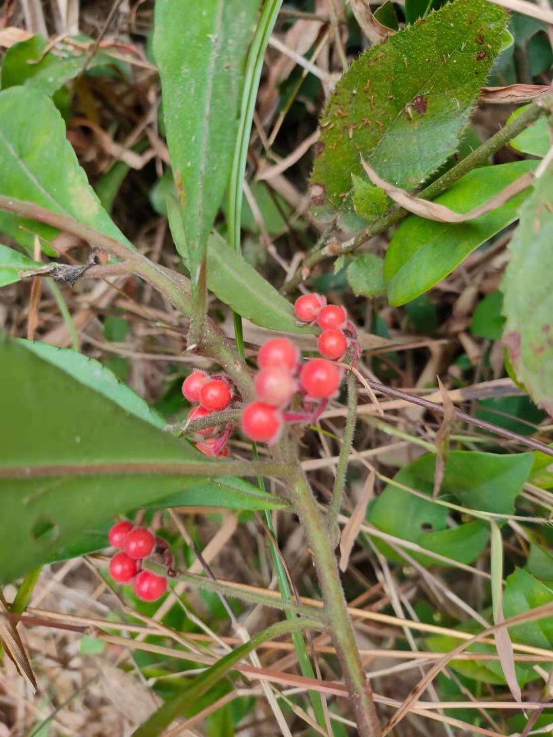野生自采小罗伞 朱砂根 雪下红细罗伞 干品全株带根500克
