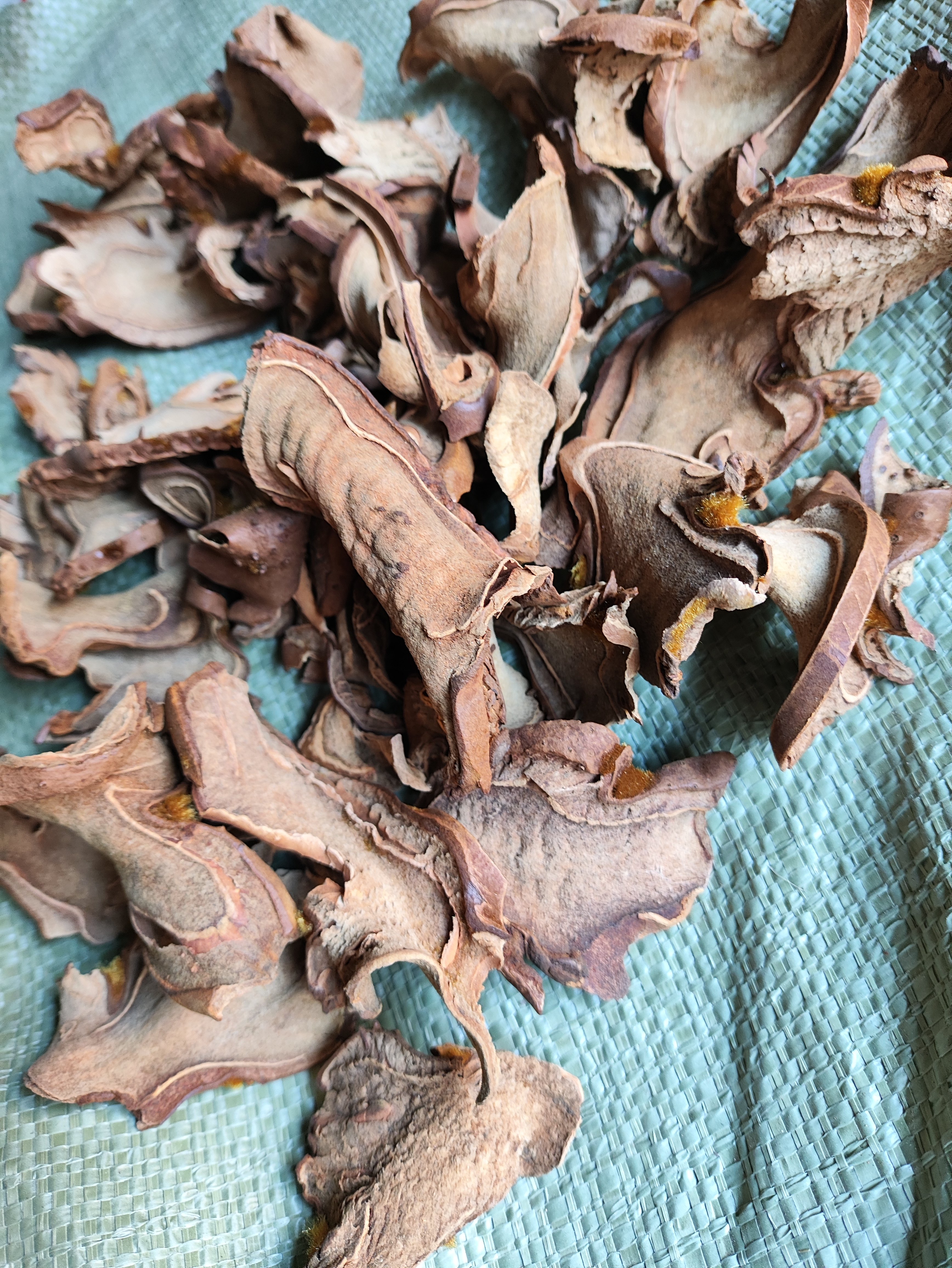 正品药材狗脊根 狗脊头 黄狗头 金毛狗干片狗脊无提取加工无蒸煮