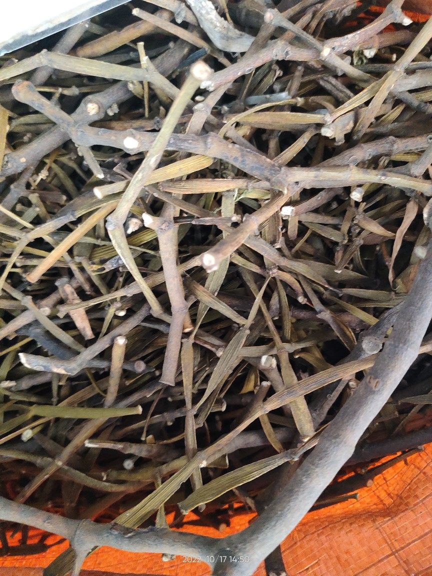 广西大山枫木寄生 枫树寄生 螃蟹脚寄生茶 无添加无提取无杂质