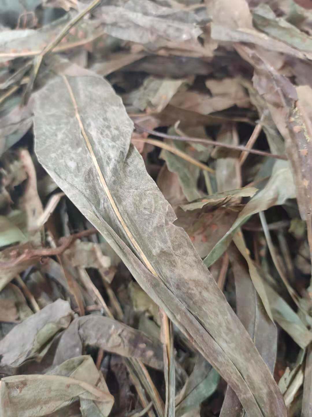 中草药七星剑 七星草瓦剑草假芥兰 丹瓦剑草 500克全株干品无硫