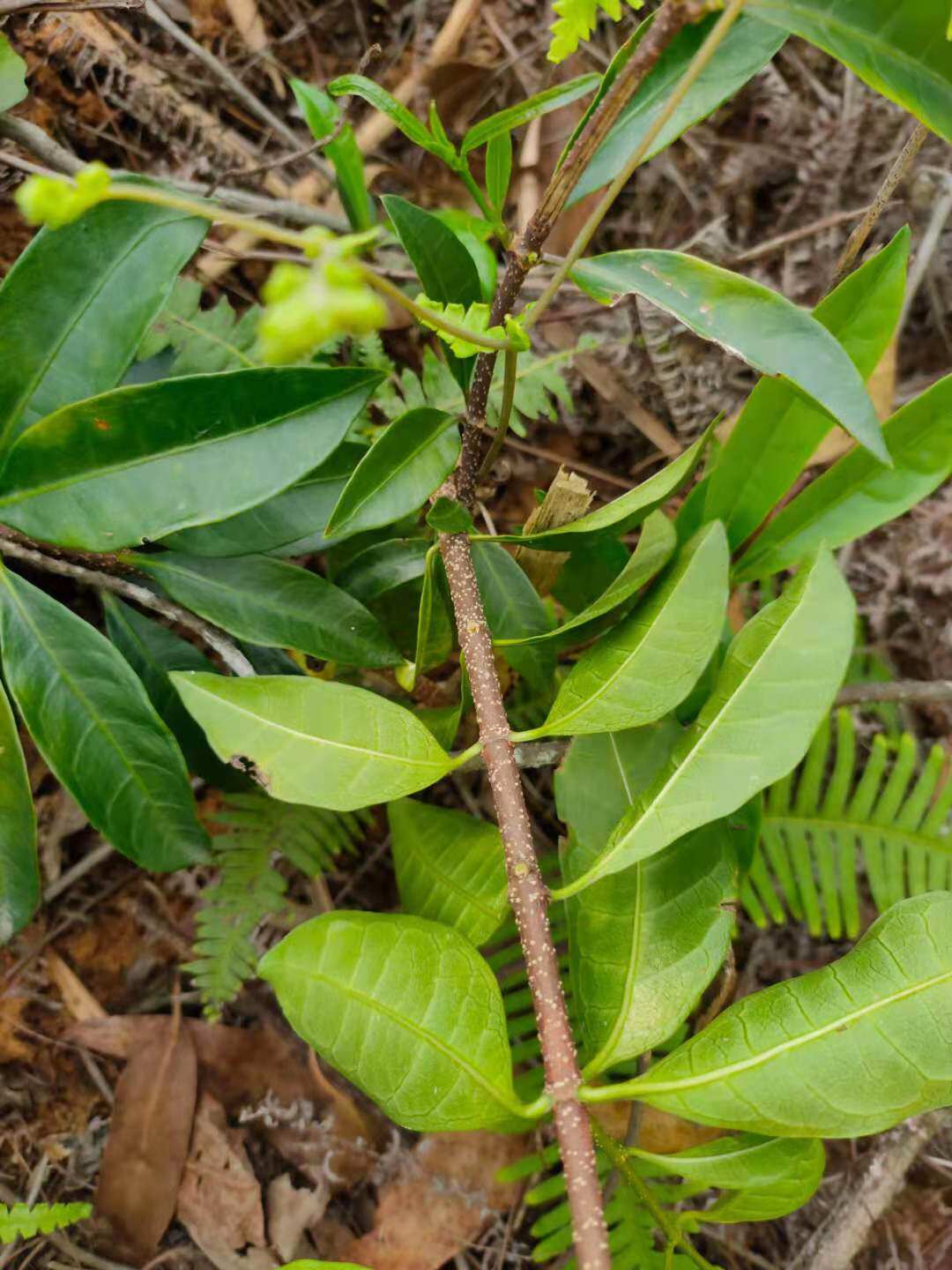 山草药羊角扭 羊角拗 羊角树羊角果菱角扭500克茎叶现采外用