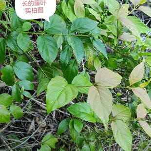 野外采挖金勾吻苗 大茶叶藤苗 藤根断肠叶草药猪人参胡曼草藤叶根