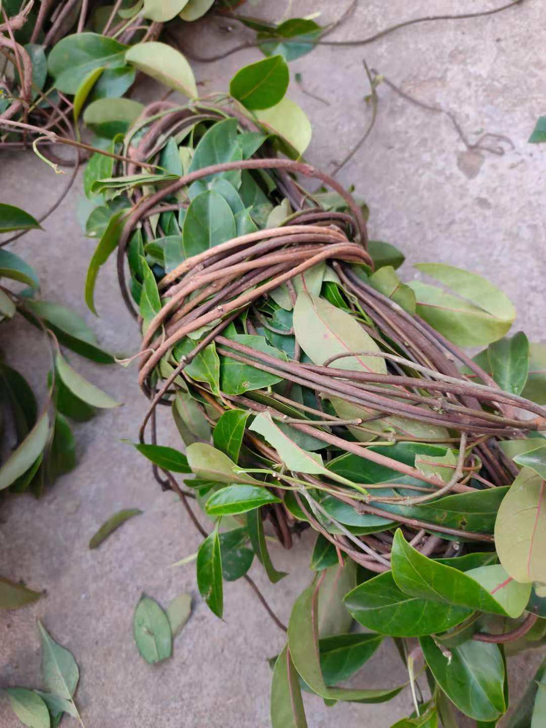 广西大山红背酸藤 酸叶胶藤十八症石酸藤 无硫无提取晒干500克