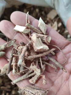 广西大山中草药材排钱草 钱排草钱串草龙鳞草 金钱草干净根部干品