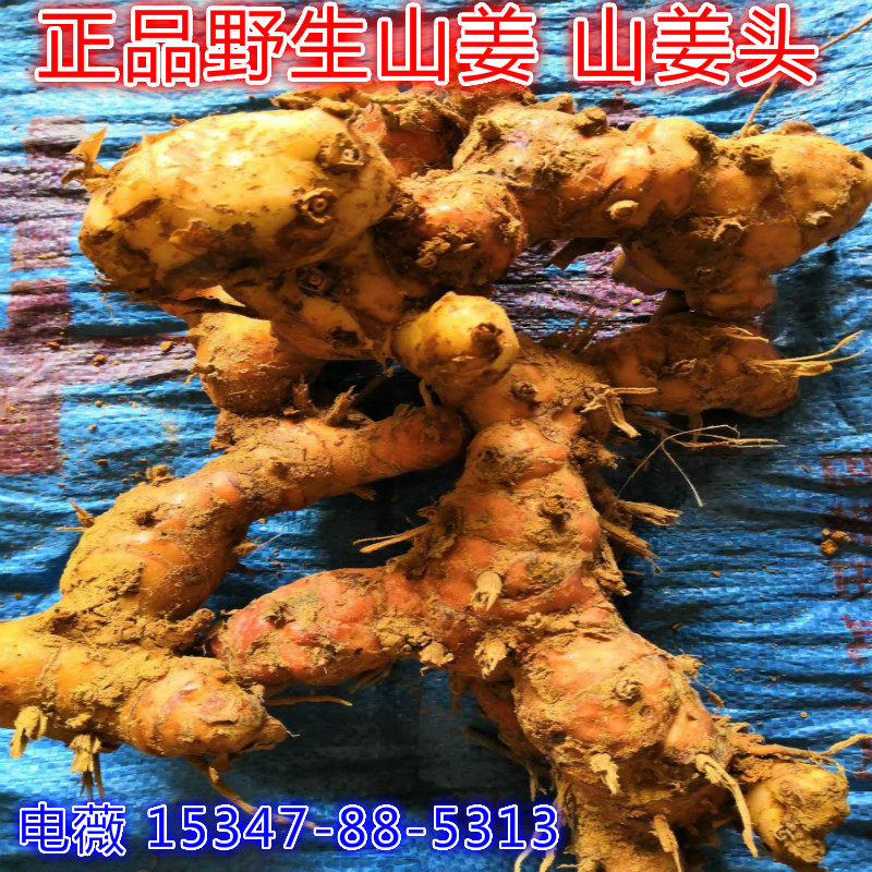 广西生姜 野生山姜 山姜头 山姜糠 腌梅子酱 姜酱 腌李子 10斤多