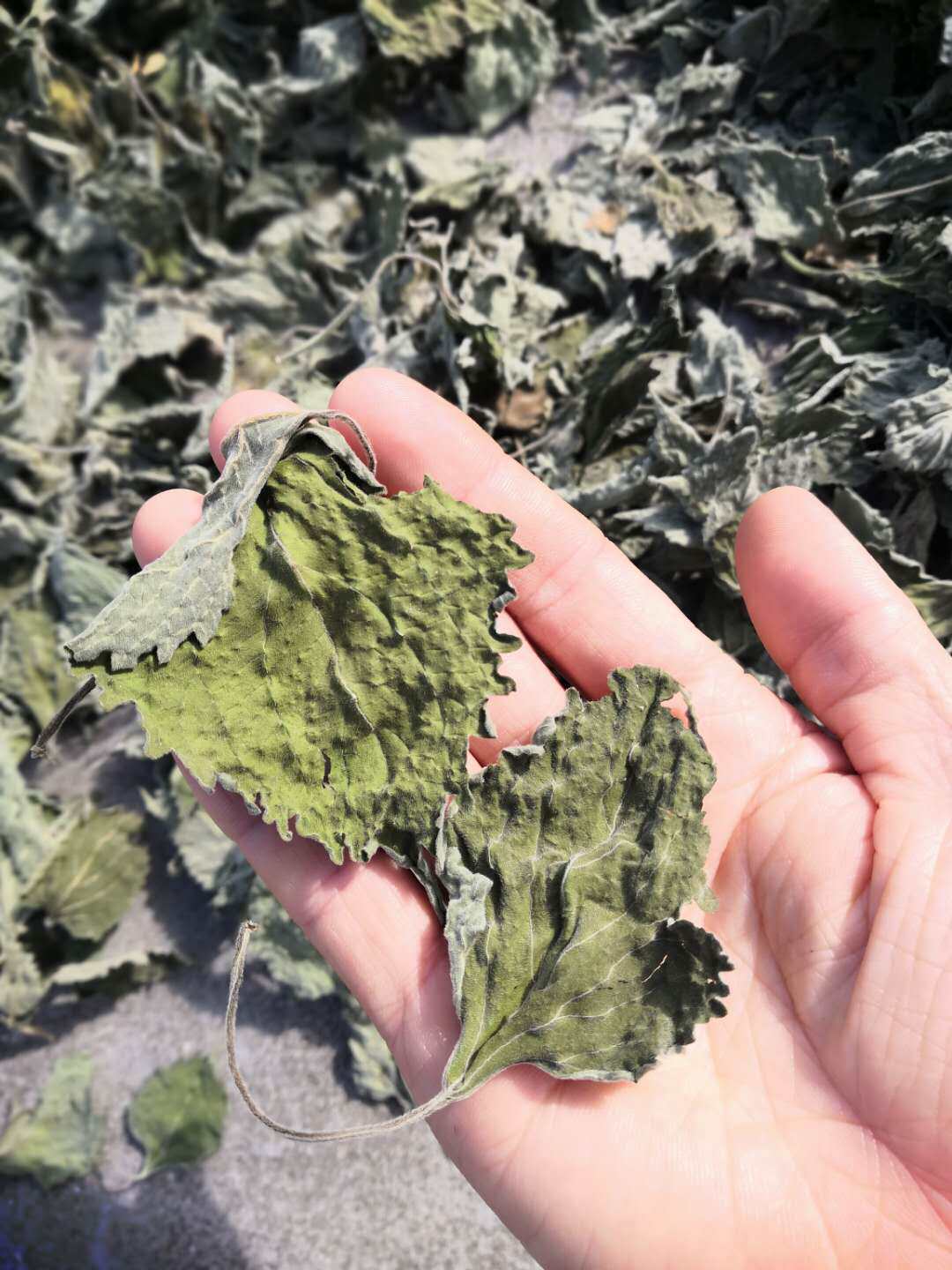 广西野生土藿香叶 药用藿香干叶子 无杆纯叶非香料藿香250克