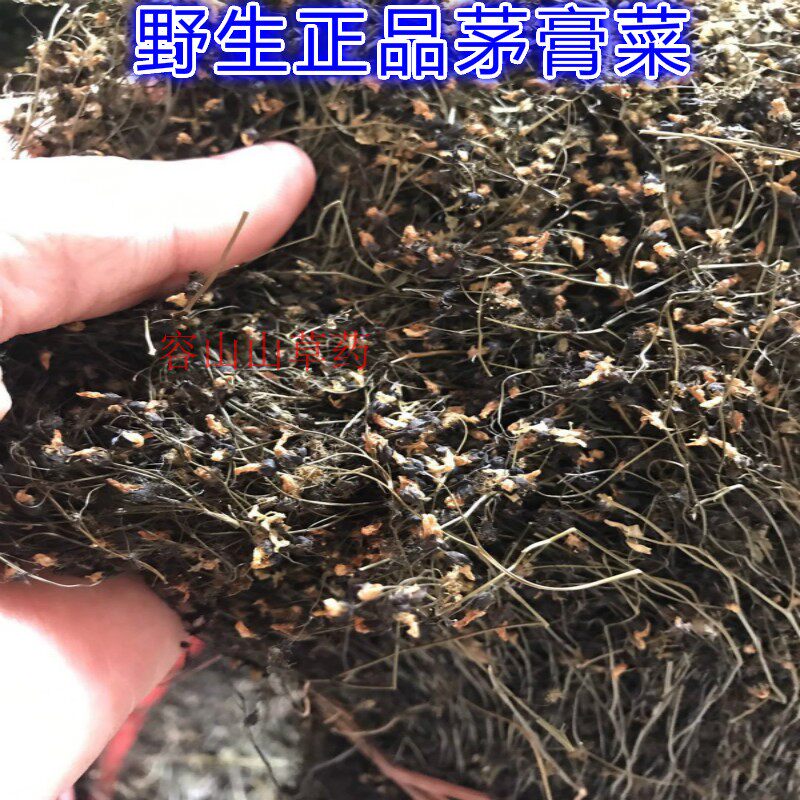 野生 茅膏草 毛毡苔 石龙芽草 500克