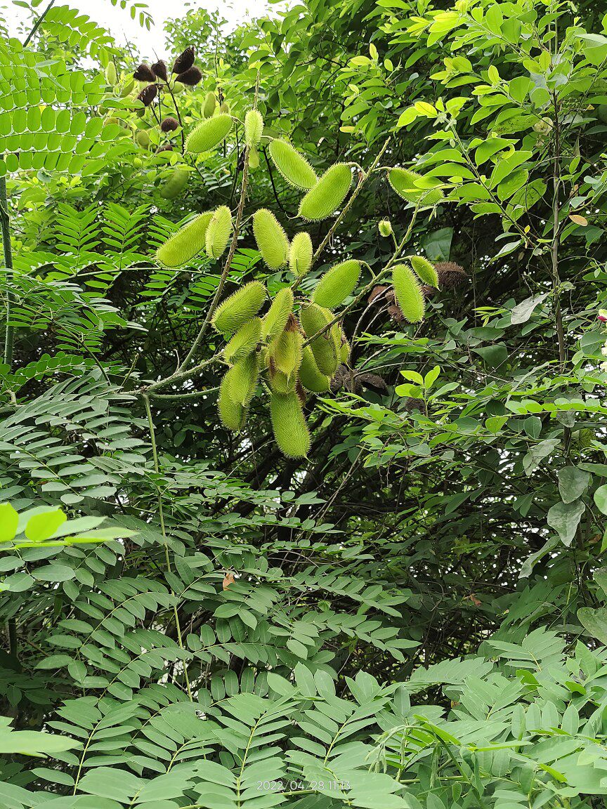 野生石莲子 苦石莲 南蛇簕种子 果实云实 1000克一件