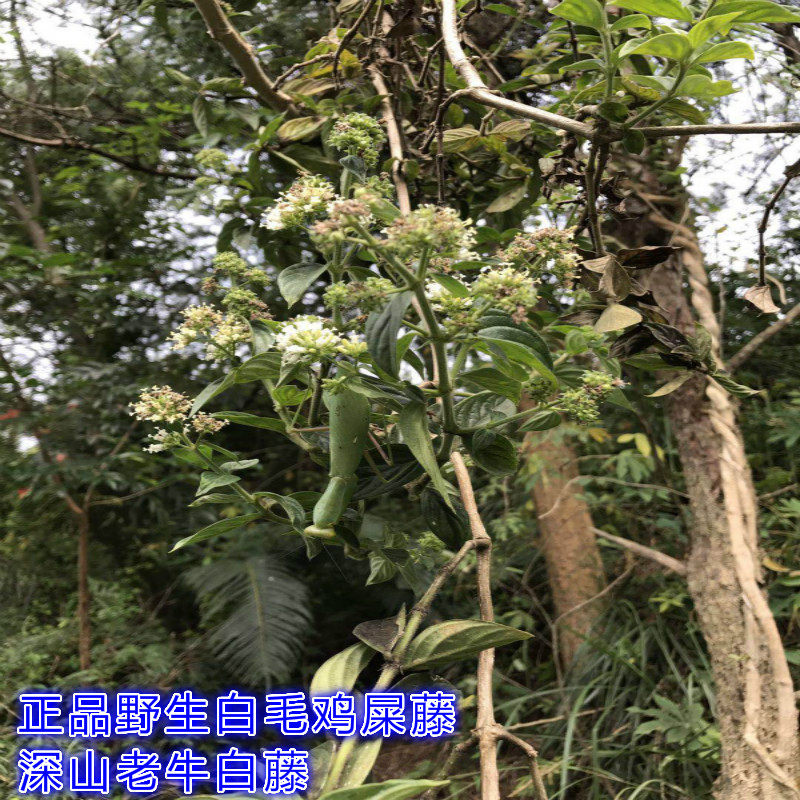 野生牛白藤 白毛鸡屎藤 涂藤头 大叶鲫鱼 大叶龙胆草 白花鸡屎藤