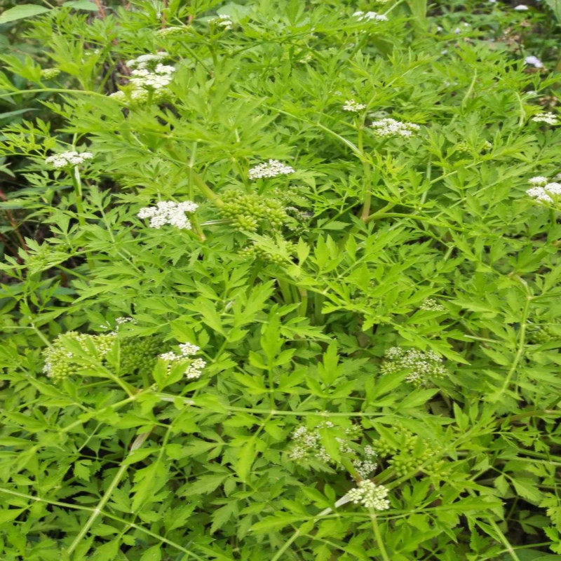 干草中草药材野芹菜 毒芹 水毒芹 斑毒芹 走马芹干品250克现货