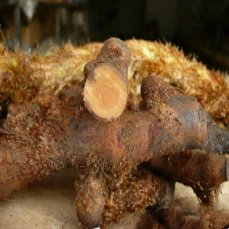 新鲜野生骨碎补 肉碎补 爬岩姜 毛姜 猴姜1000克下单现挖
