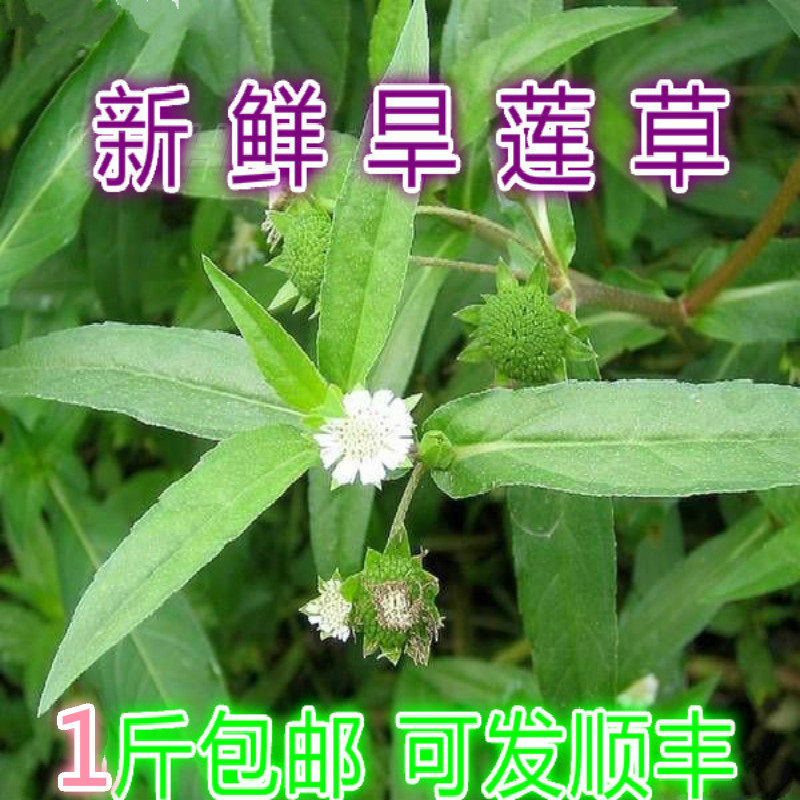 野生旱莲草 墨旱莲 鳢肠草 野生黑墨草 擦老鼠痣 500G包邮干品